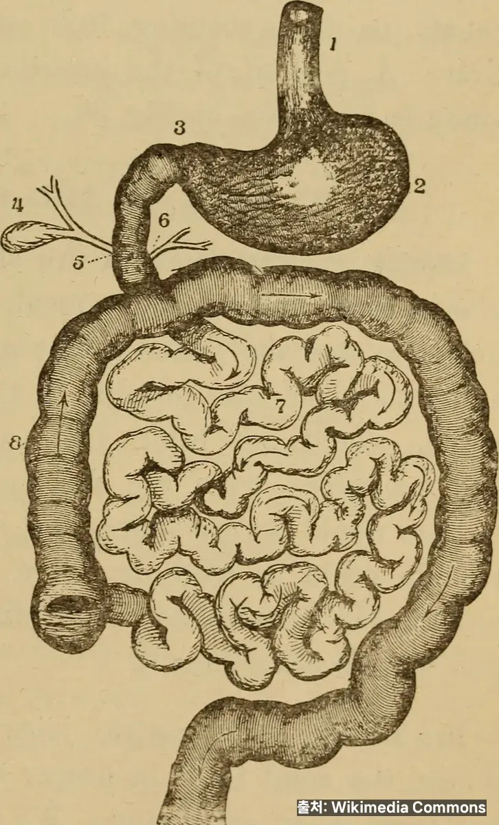 소화가 잘 안될 때 관련 이미지