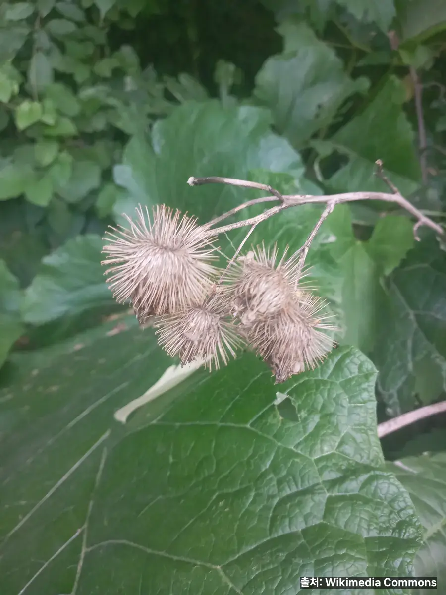 아침 공복 우엉 팽이버섯차, 당뇨 확 잡는다 관련 이미지