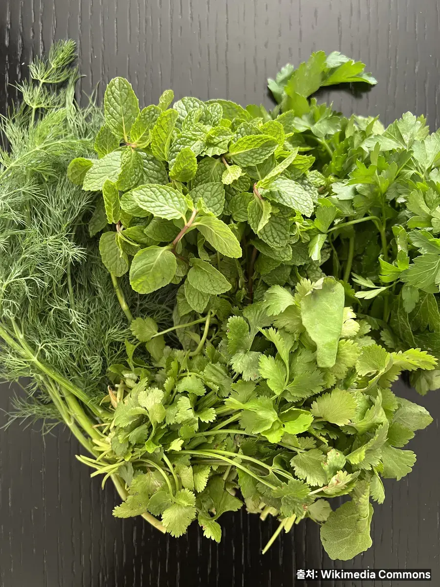 파슬리 이뇨 작용 관련 이미지