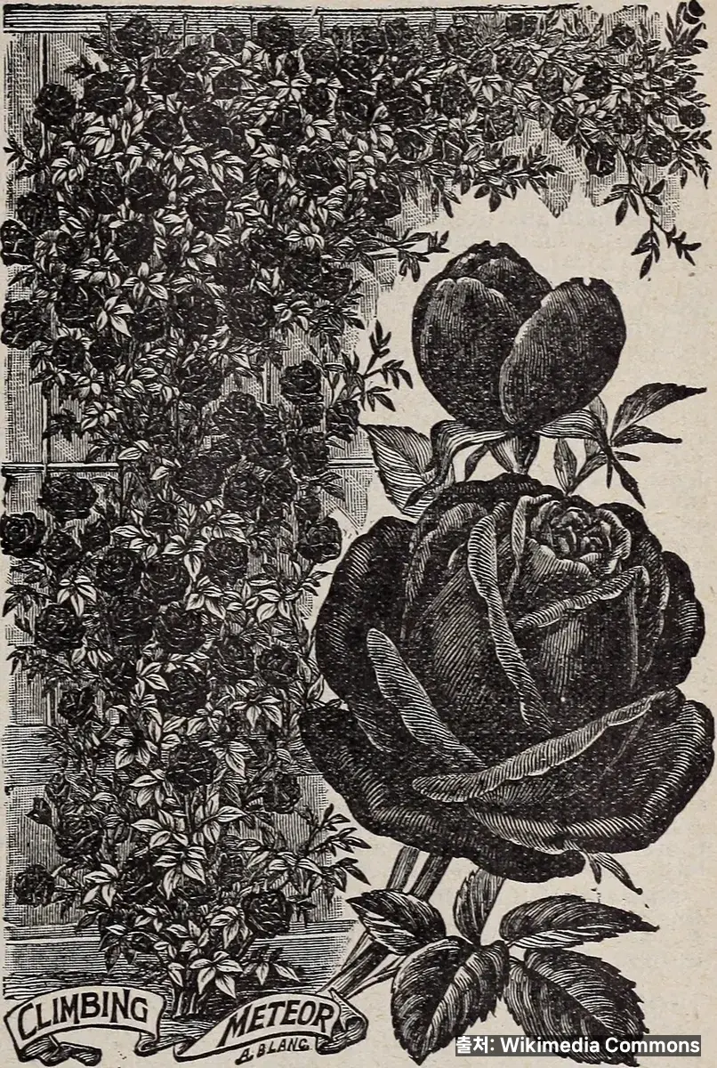 녹차 효능 관련 이미지