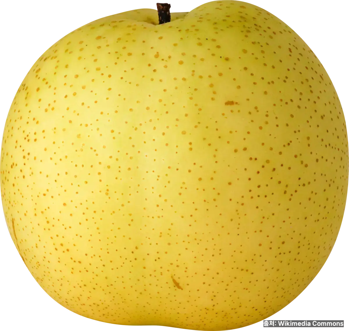 배 효능 관련 이미지