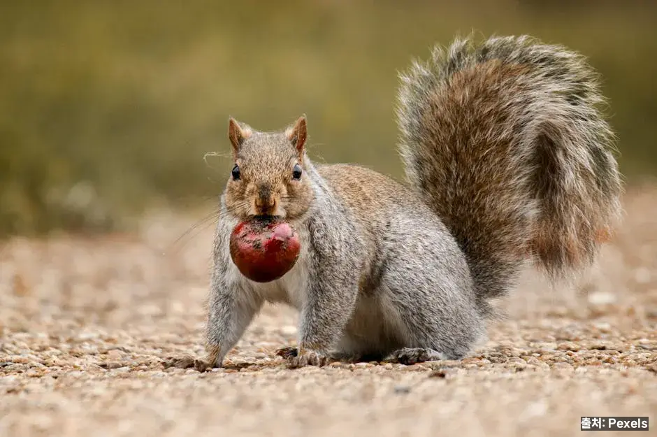 견과 3종을 굳이 비교해야 하는 이유 관련 이미지
