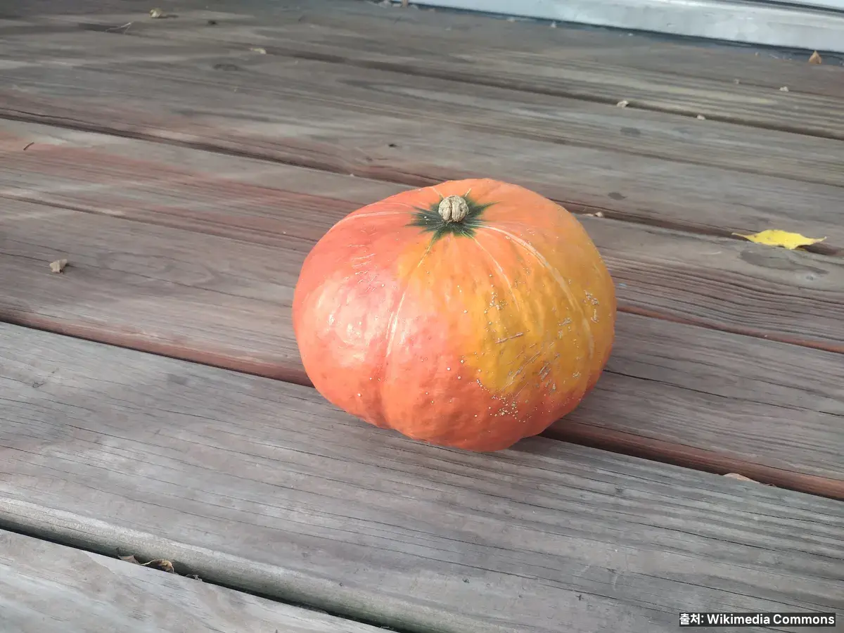 단호박(Red Kabocha)