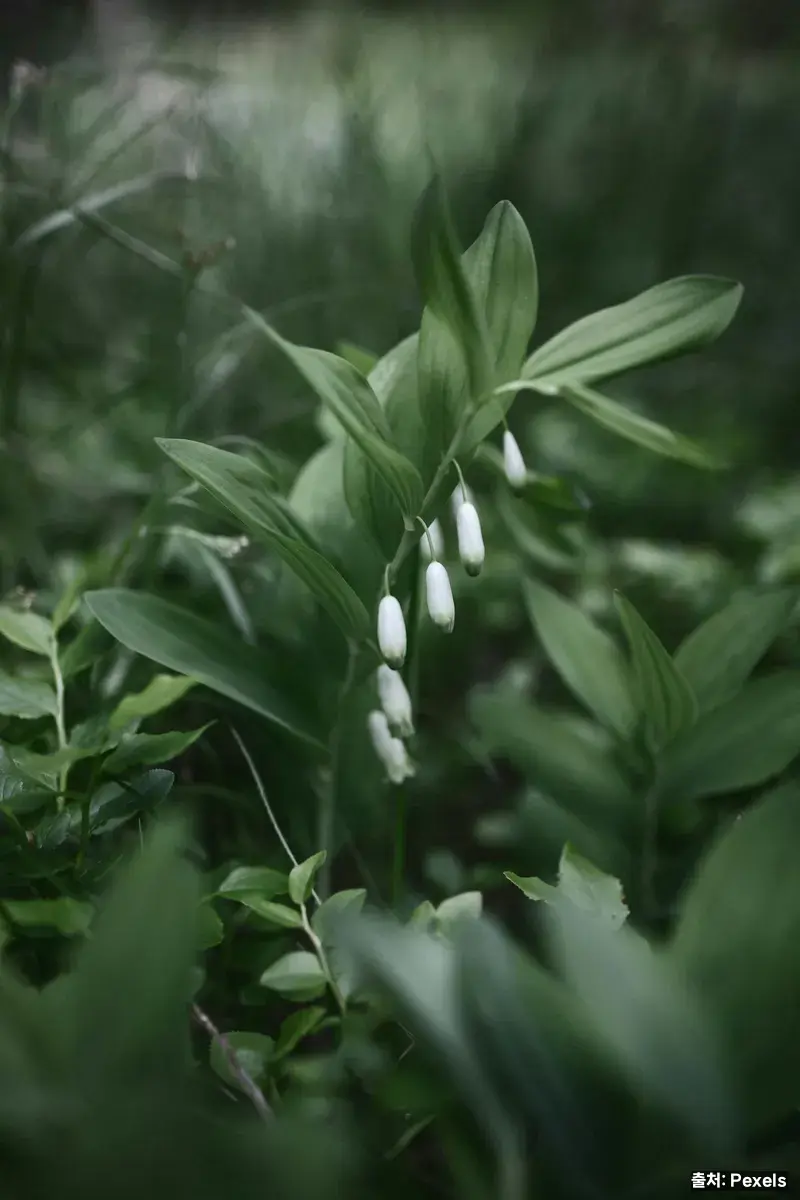 둥글레(Solomon's Seal) 꽃과 식물 - 둥글레차 원료