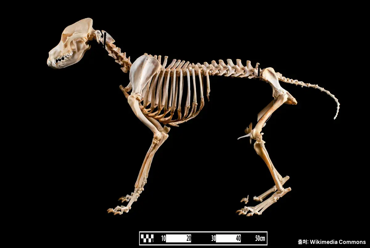 반려견 — 사료 선택은 평생 건강의 시작