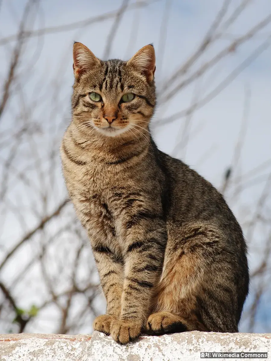 반려묘 — 고양이는 강아지보다 단백질 요구량이 더 높다