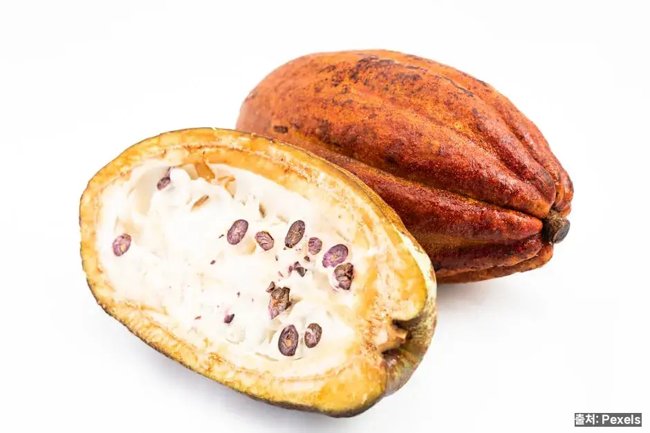 카카오 함량이 초콜릿을 가른다 관련 이미지