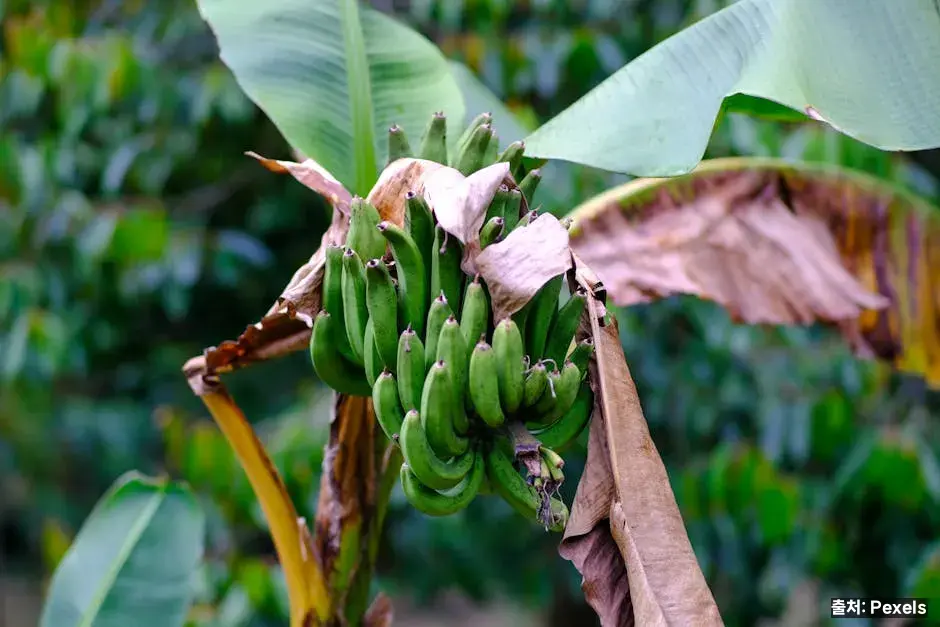 왜 바나나가 "국민 과일"일까 관련 이미지