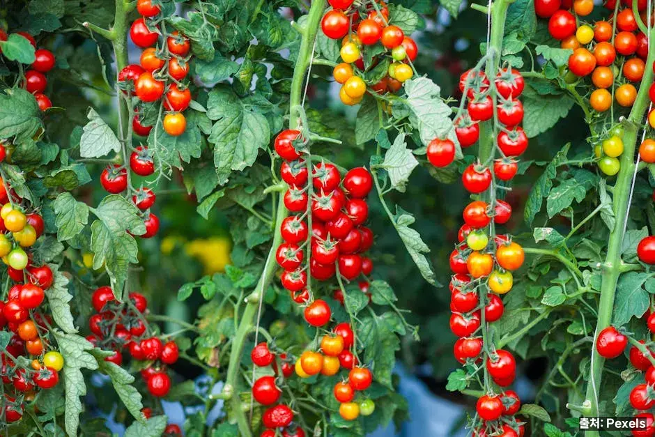 토마토와 방울토마토의 차이 관련 이미지