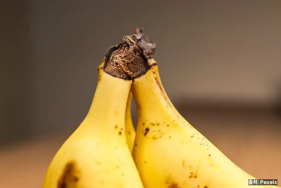 바나나, 트립토판과 마그네슘의 클래식 관련 이미지