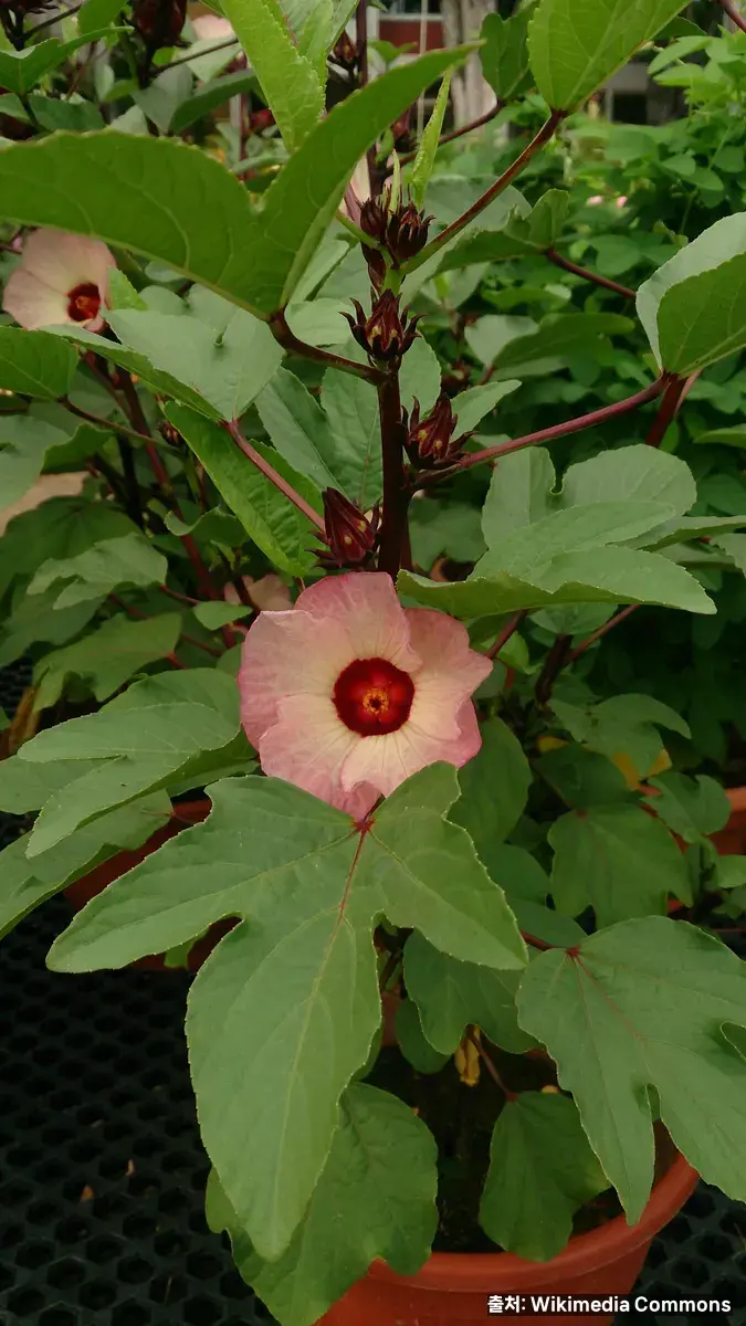 로젤(Hibiscus sabdariffa)
