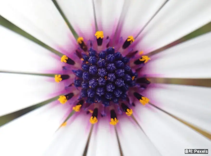 꽃가루 노출 최소화 관련 이미지