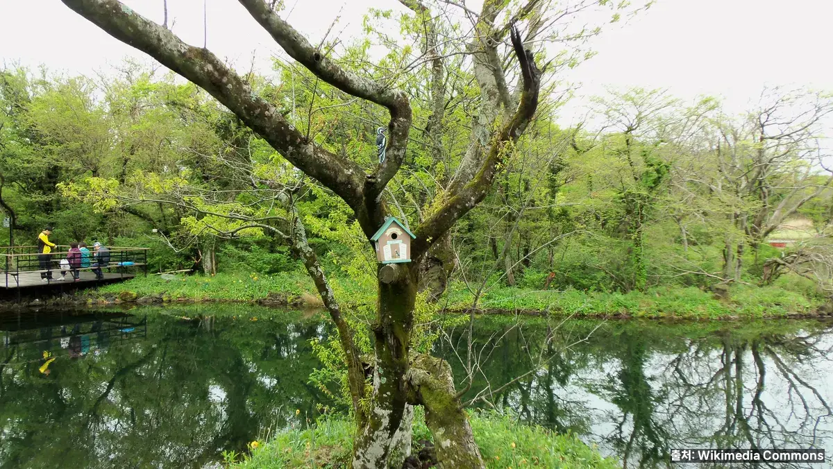 에코랜드 곶자왈 기차