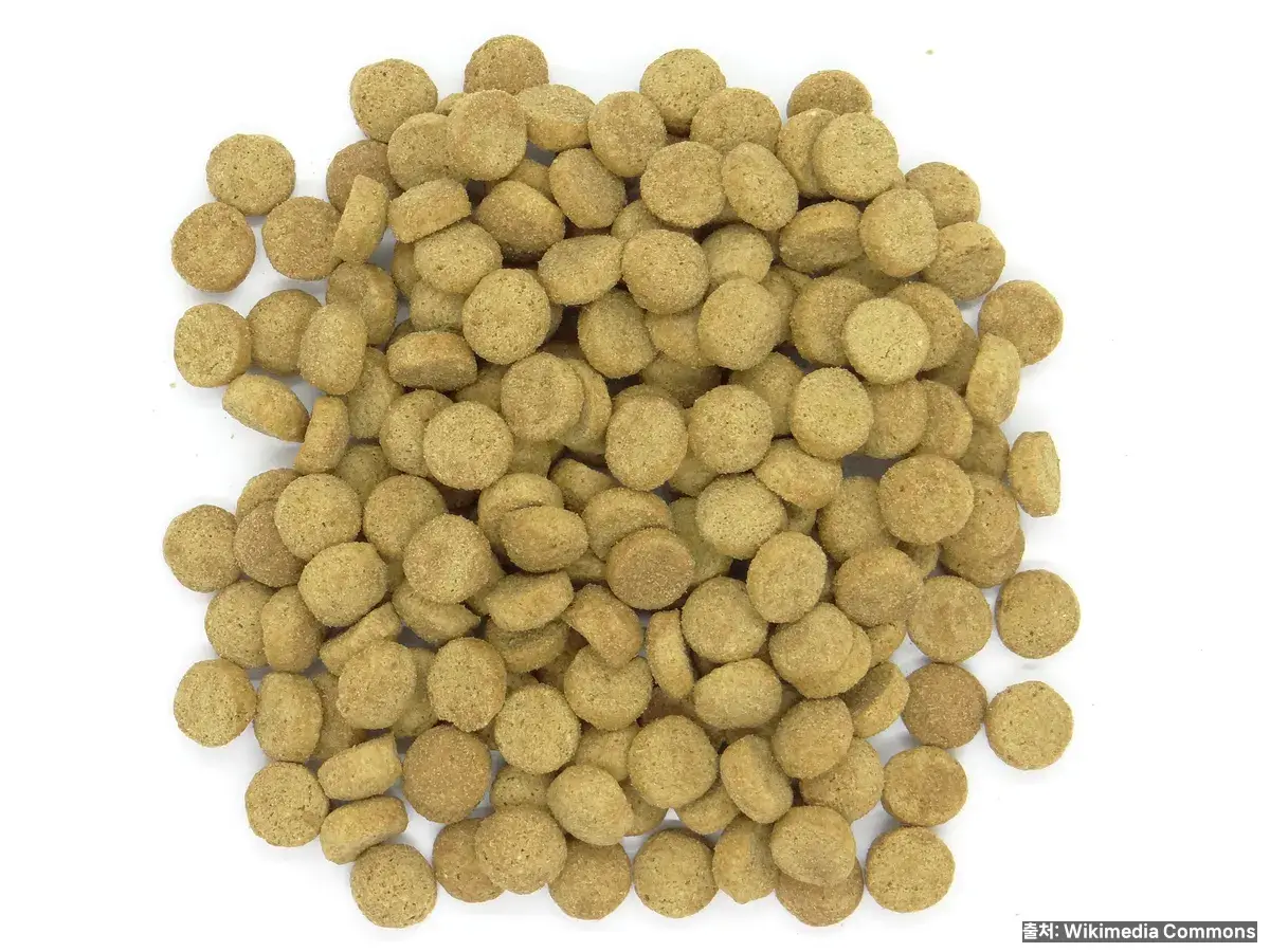 건사료 키블 — 고양이는 단백질 30%+가 기본