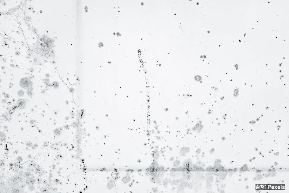 곰팡이 제거제 종류 비교 (염소계·산소계·천연) 관련 이미지