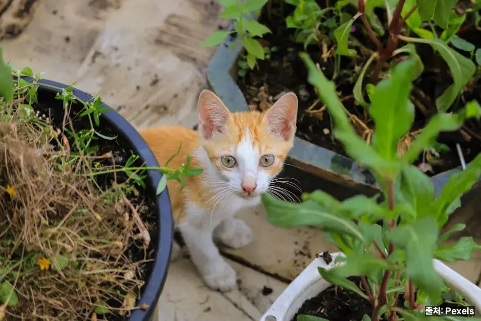 생강과 비타민B6 관련 이미지