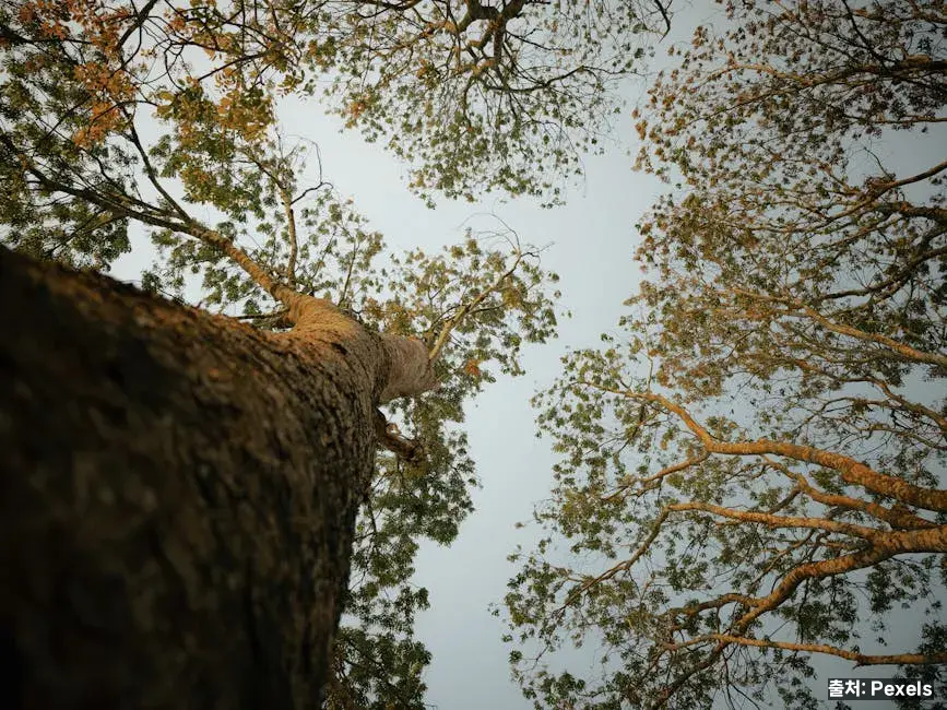 콜레스테롤·혈관 관점 관련 이미지