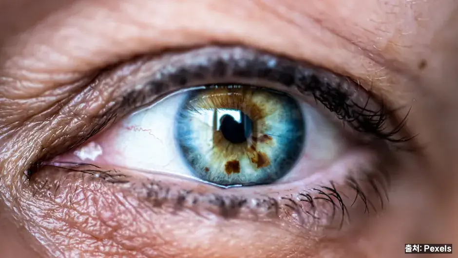 눈 건강·루테인 관련 이미지