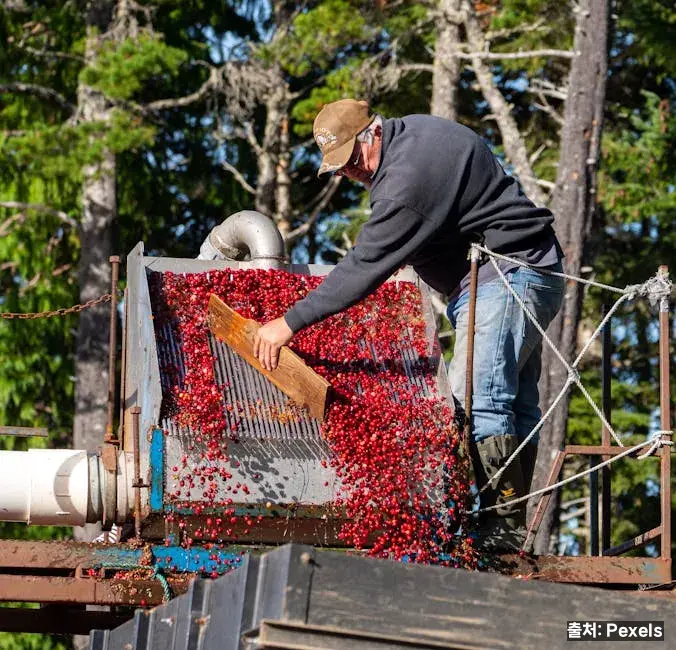 크랜베리 – 요로감염 예방의 과학 관련 이미지