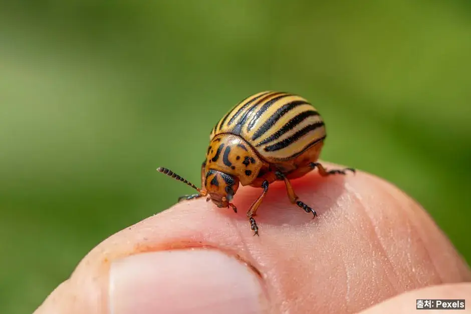 저항성 전분과 다이어트·혈당 관련 이미지