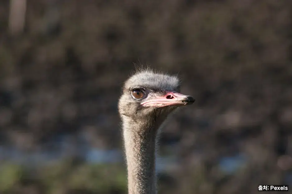 방울토마토의 특징 관련 이미지