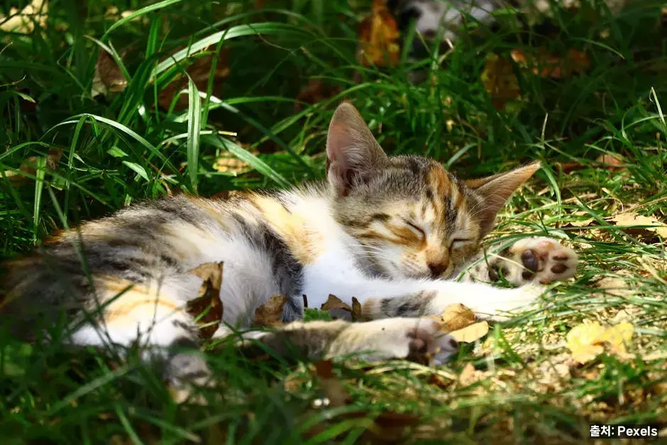 낮잠 활용법 관련 이미지