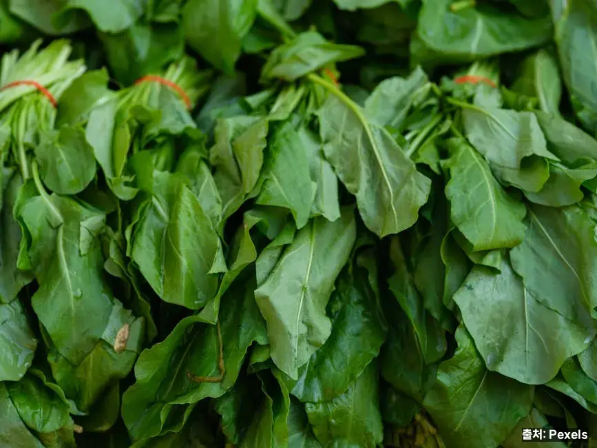 철분이 풍부한 음식과 흡수율 높이는 법 관련 이미지