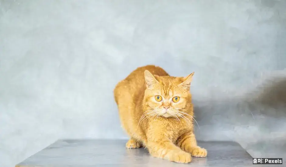 7) 고양이-소 자세 – 가동성·통증 완화 관련 이미지