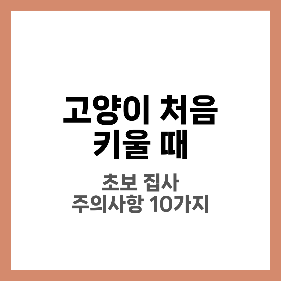고양이 처음 키울 때 주의사항 10가지, 초보 집사 필독 2