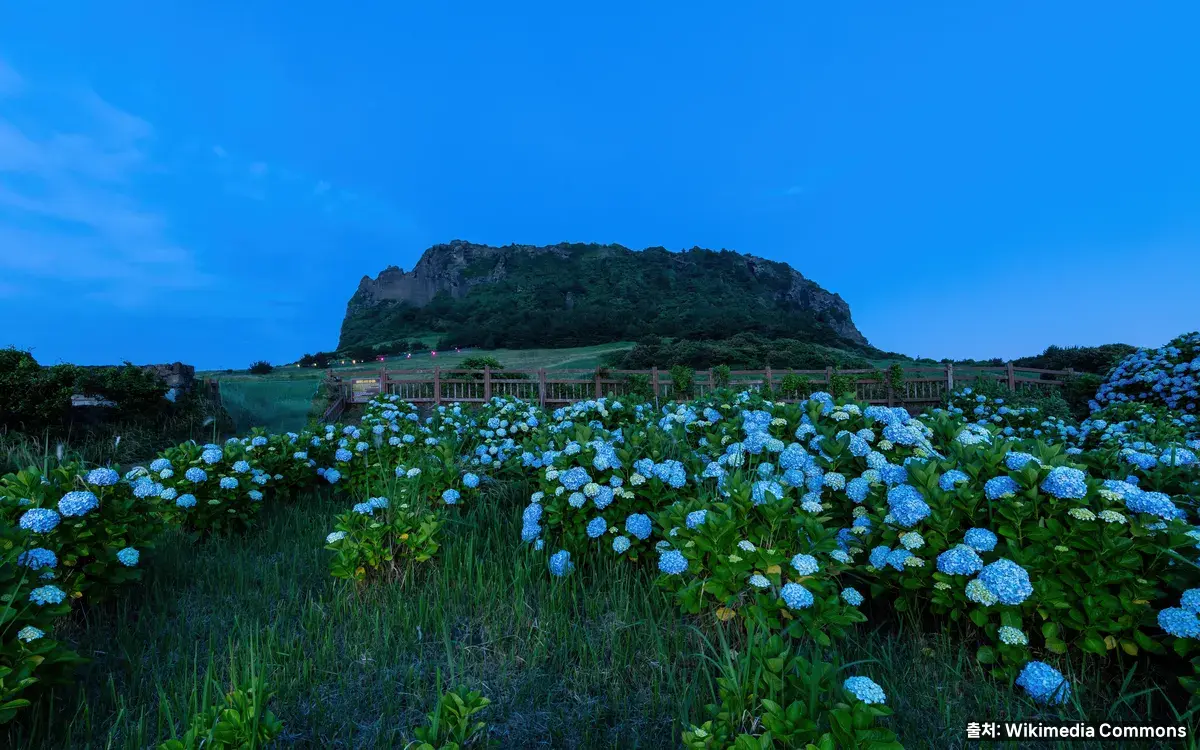 제주도 성산일출봉 — 수국과 블루아워